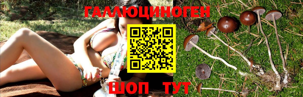 Псилоцибиновые грибы Cubensis Усть-Джегута